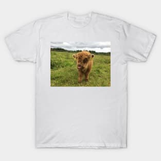 Scottish Highland Cattle Calf 1454 T-Shirt